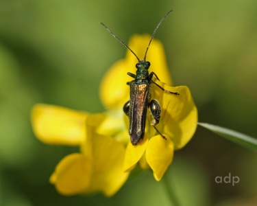 Thick-thighed Beetle (Oedemera nobilio) Alan Prowse